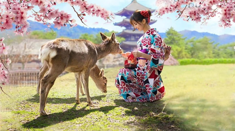 Osaka: Kyoto & Nara & Uji Historical and Scenic One-Day Tour - Why the transport matters at $56