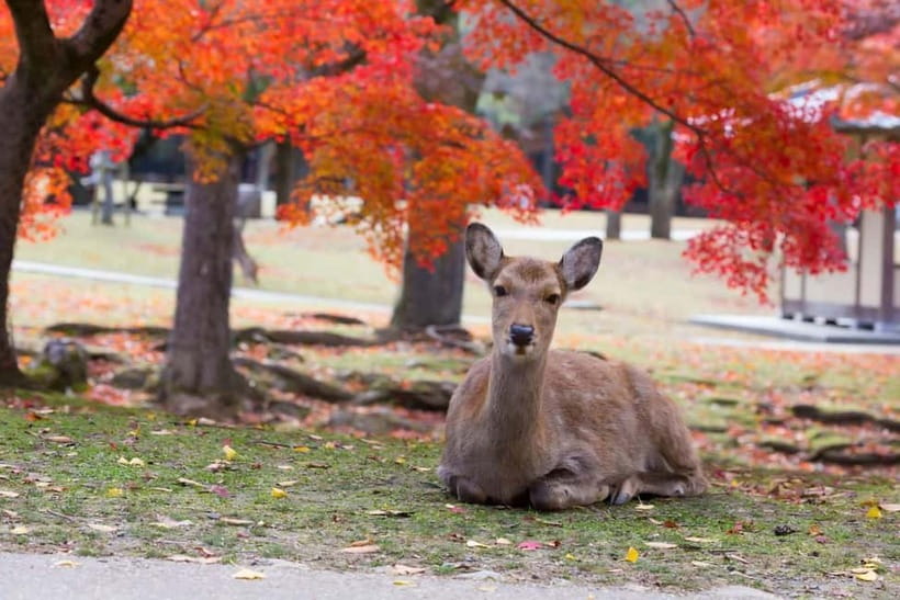 Osaka: Kyoto & Nara & Uji Historical and Scenic One-Day Tour - Guides, timing, and the road between stops