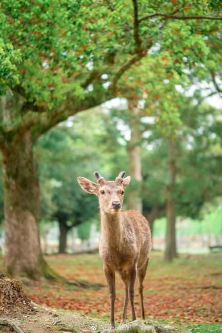 Osaka: Kyoto & Nara & Uji Historical and Scenic One-Day Tour - My take on the $56 experience