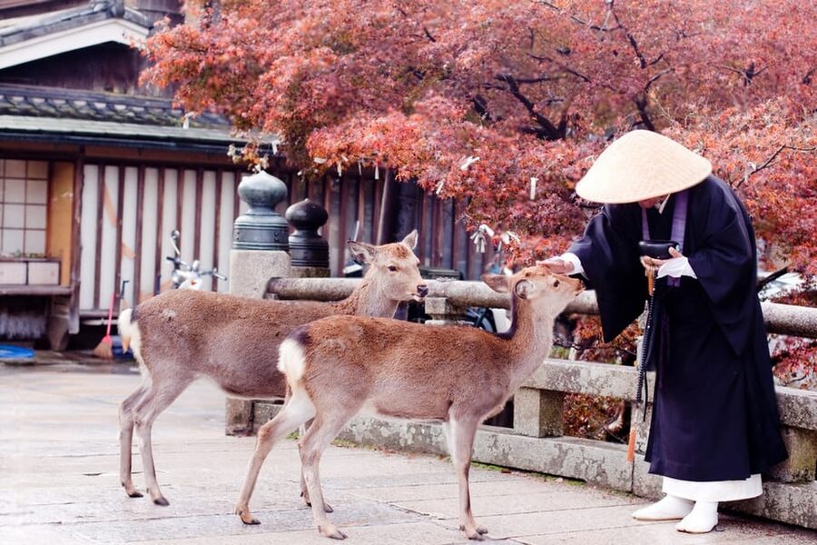 Osaka/Kyoto: Private Kyoto and Nara Day Trip - Nara Park and its famously confident deer