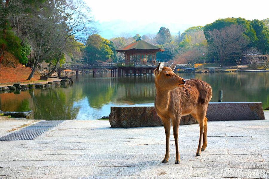 Osaka/Kyoto: Private Kyoto and Nara Day Trip - Choosing Kyoto only for a slower cultural day