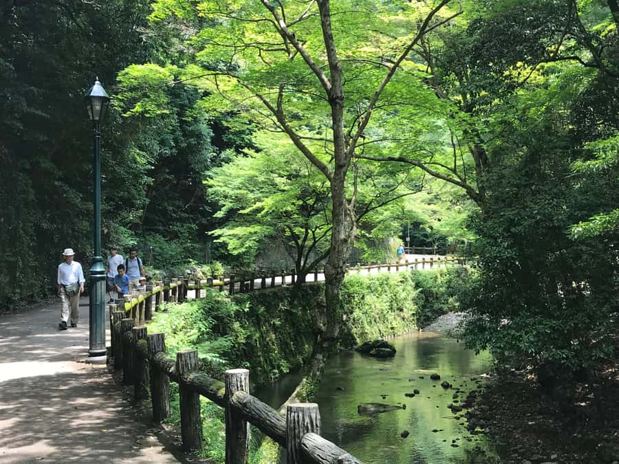 Osaka: Mino Forest Walk and Giant Waterfall with Local Lunch - The 30-minute forest walk to Mino Waterfall