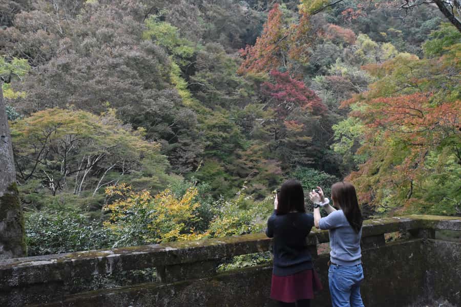 Osaka: Mino Forest Walk and Giant Waterfall with Local Lunch - Who should book this Mino outing?