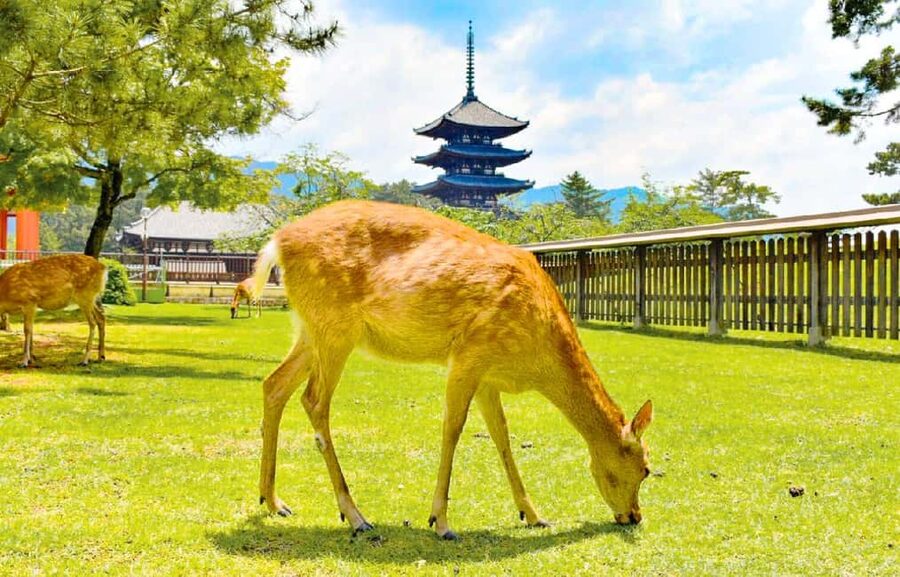 Osaka: Nara and Uji Day Trip with Deer Park and Hot Spring - Nara Park and the deer crackers