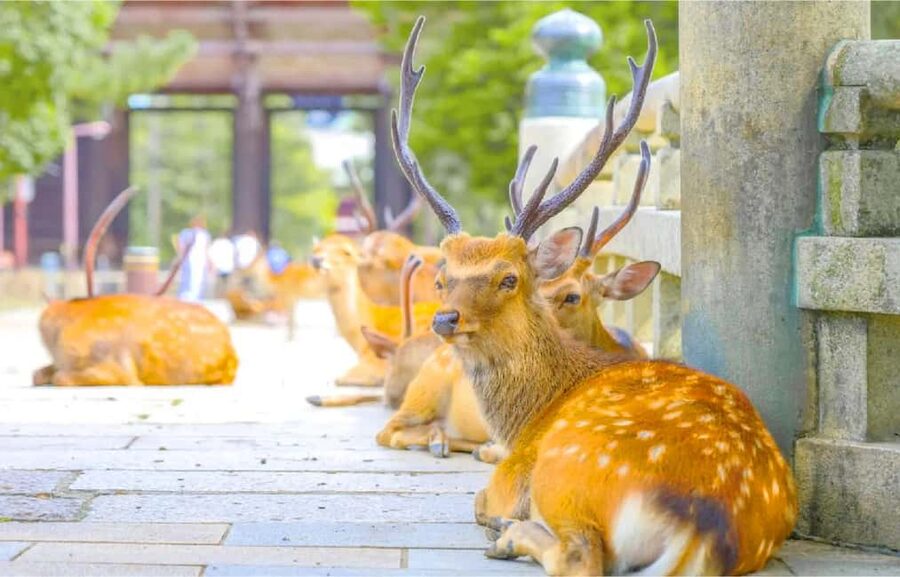 Osaka: Nara and Uji Day Trip with Deer Park and Hot Spring - Genji no Yu, a quiet finish to a busy day