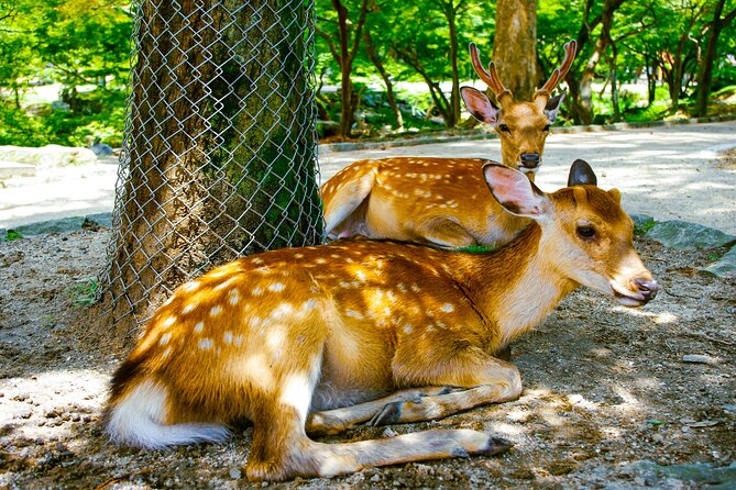 Osaka & Nara in 1-Day by Private Van with Local Expert Guide - Who should book this experience
