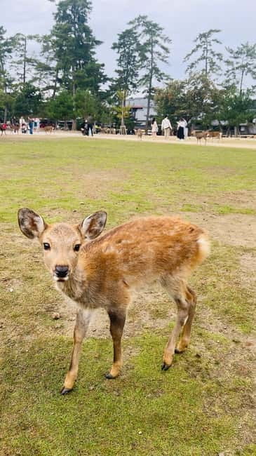 Osaka & Nara: Private Tour with English speaking guide - Nara Park: deer, paths, and a lively first stop