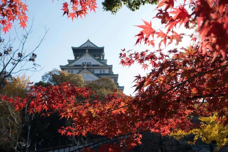 Osaka: Osaka Castle 3 hours Historical Walking Tour - Walking through Osaka Castle Park
