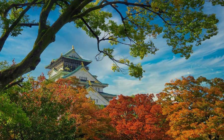 Osaka: Osaka Castle 3 hours Historical Walking Tour - Finding a quieter view in Nishinomaru Garden