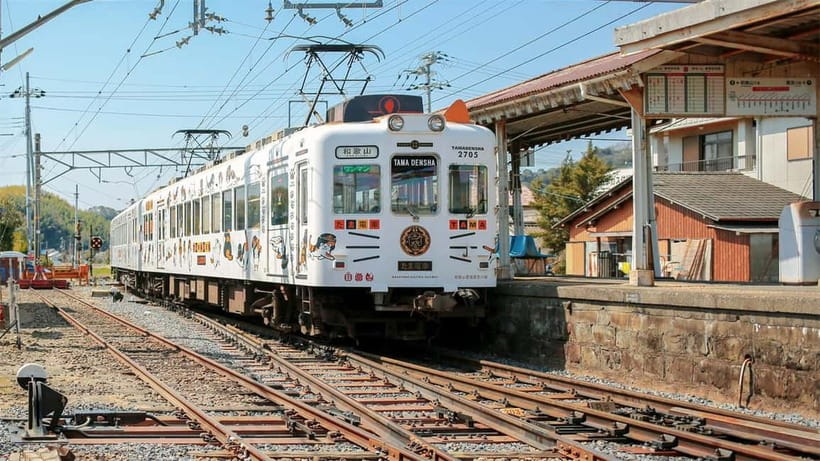Osaka: Wakayama Cat Train, Seafood market, Hot Springs Tour - Why this Wakayama day trip works