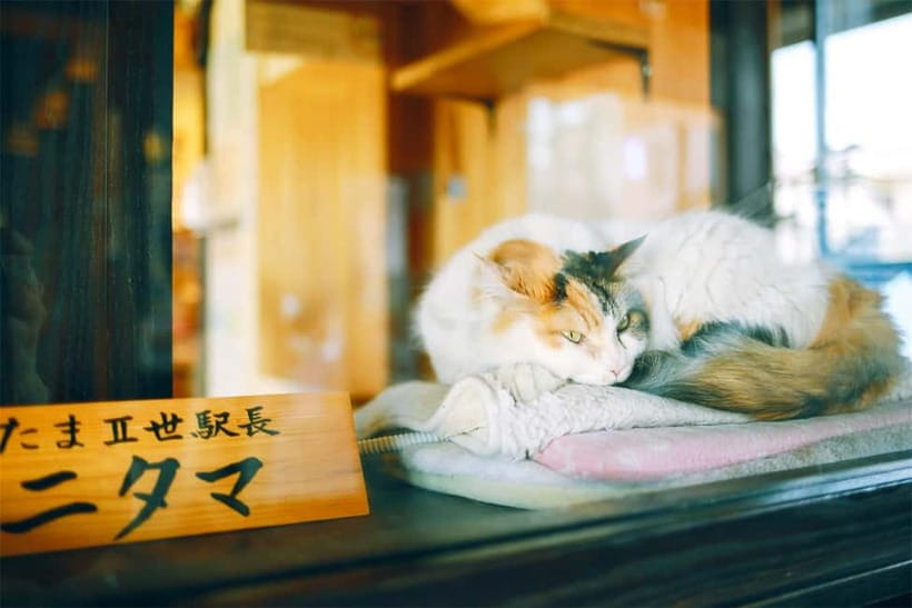 Osaka: Wakayama Cat Train, Seafood market, Hot Springs Tour - Riding whichever cat train is running