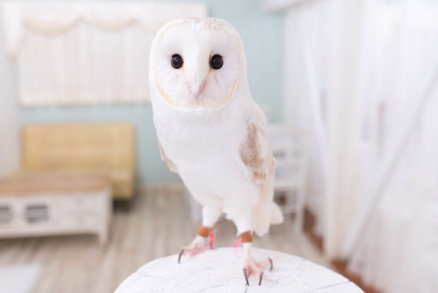 Owl Cafe Tokyo Akiba Fukurou - Key points to know before booking