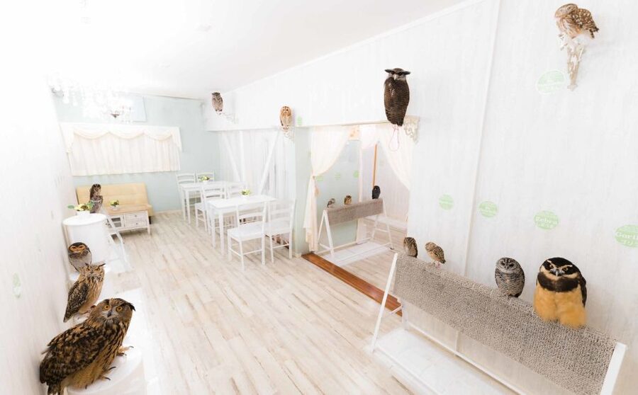 Owl Cafe Tokyo Akiba Fukurou - What I would want to know before booking