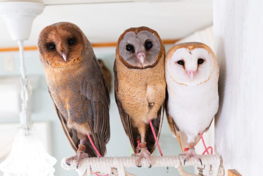 Owl Cafe Tokyo Akiba Fukurou - Meeting the owls in central Akihabara