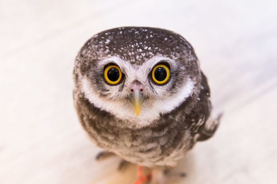 Owl Cafe Tokyo Akiba Fukurou - Photos without turning the visit into a photo shoot