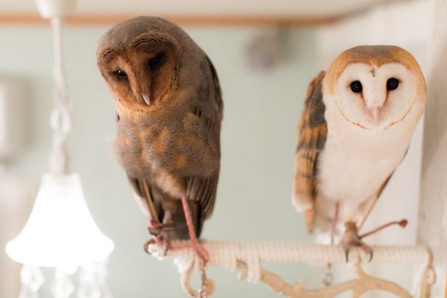 Owl Cafe Tokyo Akiba Fukurou - Why the reserved slot is worth paying for