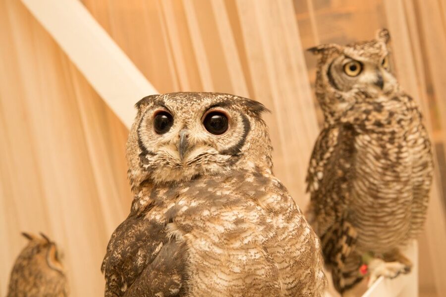 Owl Cafe Tokyo Akiba Fukurou - Who will enjoy this most