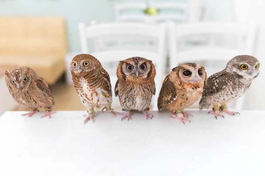 Owl Cafe Tokyo Akiba Fukurou - The welfare question and your responsibility