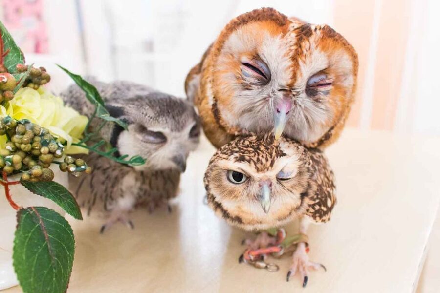 Owl Cafe Tokyo Akiba Fukurou - Finding the café and fitting it into your day
