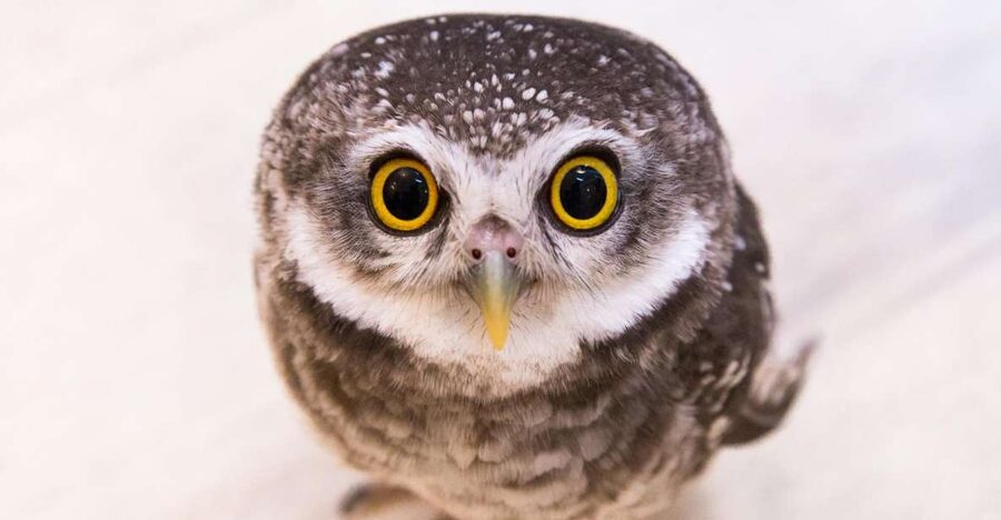 Owl Cafe Tokyo Akiba Fukurou - What happens during the 50-minute session