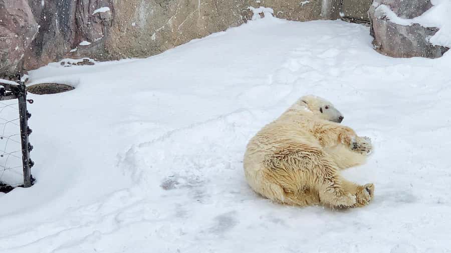 Penguin Fun & Snowmobile : Sapporo Winter (Asahiyama Zoo) - Shikisai-no-oka and the optional snowmobile ride