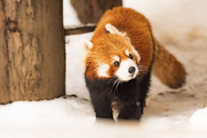 【Private Car】Asahiyama Zoo, Blue Pond, Shirahige Falls, Ningle Terrace (from Sapporo) - Key points before you book