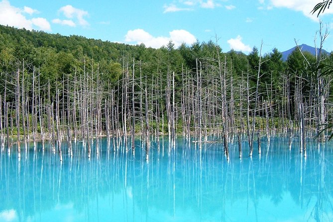 【Private Car】Asahiyama Zoo, Blue Pond, Shirahige Falls, Ningle Terrace (from Sapporo) - Winter driving and comfort in Hokkaido