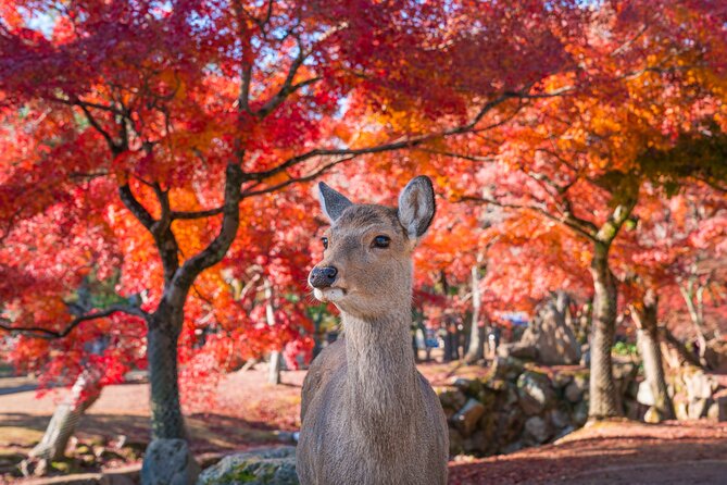 Private Kyoto Tour by Car with Optional Nara or Osaka Add-Ons - Fushimi Inari, the red-gate classic