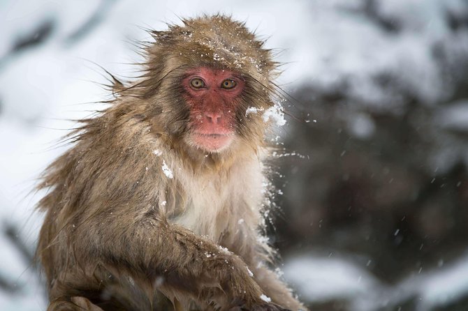 Private Nagano 1-Day Tour:Snow Monkeys,Zenko-ji,Obuse,Sake,Onsen - Hokusai Museum and the art of the Great Wave