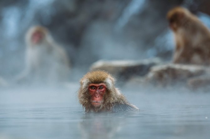 Private Nagano 1-Day Tour:Snow Monkeys,Zenko-ji,Obuse,Sake,Onsen - Transport, timing, and the real cost