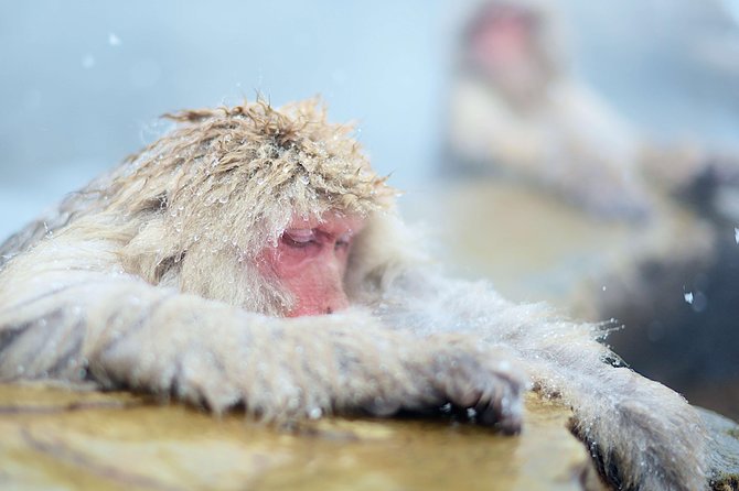 Private Nagano 1-Day Tour:Snow Monkeys,Zenko-ji,Obuse,Sake,Onsen - Weather, walking, and seasonal advice