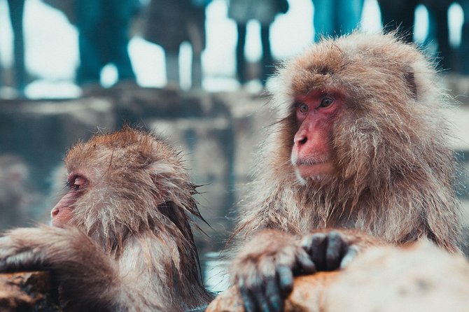 Private Nagano 1-Day Tour:Snow Monkeys,Zenko-ji,Obuse,Sake,Onsen - Zenko-ji Temple and Nagano’s spiritual center