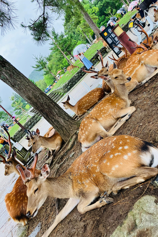 Private Nara Tour from Osaka – Meet at Your Hotel - Leaving Osaka for Japan’s first permanent capital