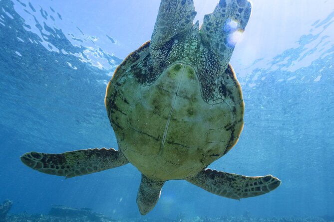 Private snorkeling tour Ishigaki island - A private way to see Ishigaki from the water