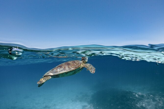 Private snorkeling tour Ishigaki island - Kabira Maetake Farm and the fruit smoothie stop