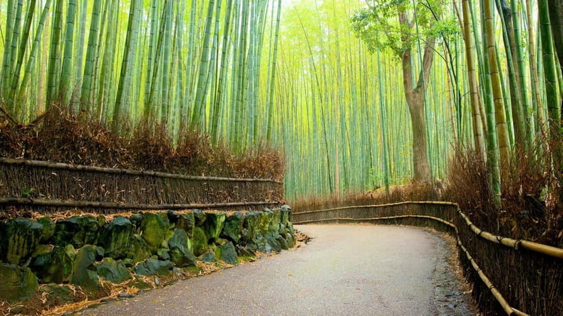 Private Tour to Monkey Park and Arashiyama Highlights - Why This Three-Hour Arashiyama Tour Works