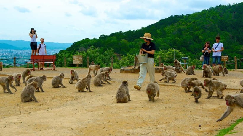 Private Tour to Monkey Park and Arashiyama Highlights - Feeding the Macaques from Inside the Rest Area