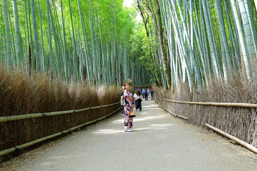 Private Tour to Monkey Park and Arashiyama Highlights - What the $38 Price Really Covers