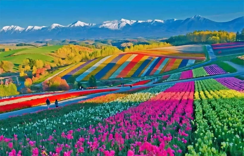 Sapporo: Furano Flower Sea & Biei Blue Pond Tour w/ Pickup - Why this day trip works from Sapporo