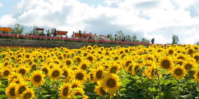 Sapporo: Furano Flower Sea & Biei Blue Pond Tour w/ Pickup - Farm Tomita and Furano’s lavender fame