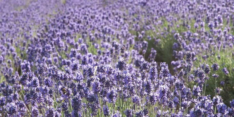 Sapporo: Furano Flower Sea & Biei Blue Pond Tour w/ Pickup - English service and the role of the driver