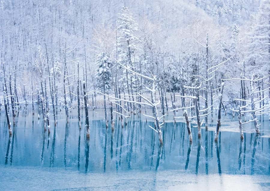 Sapporo: Furano Lavender & Biei Blue Pond Tour with Lunch - How the guide and group format affect the day