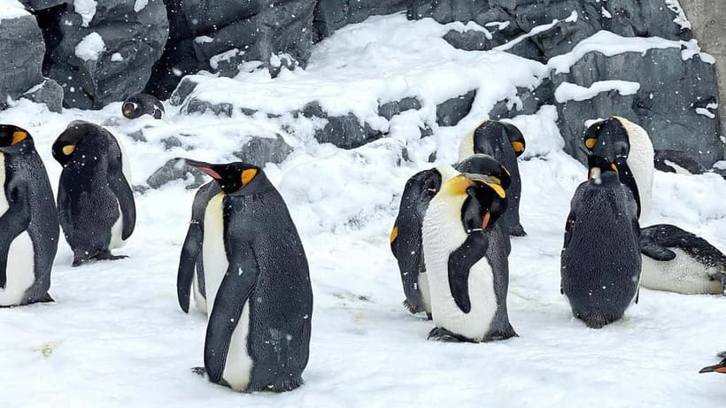 Sapporo Winter : Asahiyama Zoo (Penguin Fun & Snowmobile) - A long winter day from Sapporo
