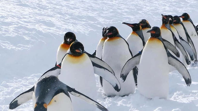 Sapporo Winter : Asahiyama Zoo (Penguin Fun & Snowmobile) - Shikisai-no-oka, snow fields, and the optional ride