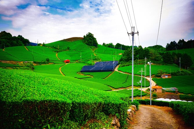 Scenic Green Tea Fields of Hidden Kyoto & Local Tea Exp (Private) - At a glance
