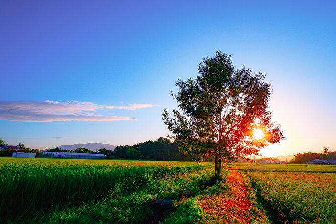 Scenic Green Tea Fields of Hidden Kyoto & Local Tea Exp (Private) - What Daiki adds to the day