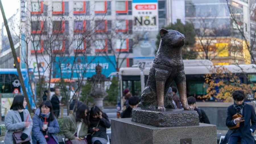 Shibuya: Crossing, Hachiko & Shibuya Sky Guided Tour - Who should book this Shibuya walk?