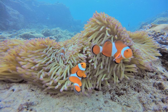 Snorkeling in the Blue Cave area【Okinawa Prefecture: Free feeding & photo images!English and Chinese speaking guide available! - Blue light, tropical fish, and a short swim