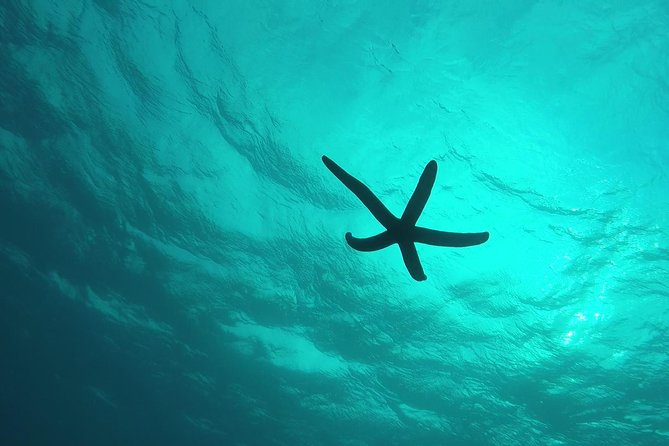 Snorkeling in the Blue Cave area【Okinawa Prefecture: Free feeding & photo images!English and Chinese speaking guide available! - The rules are unusually strict