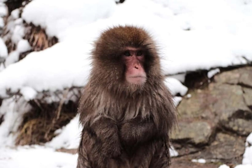 Snow Monkeys & Best of Nagano: Togakushi, Zenko-ji and more - Why the private car changes the Nagano day